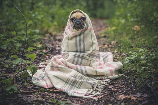 Sauvez rapidement votre animal d’une situation urgente grâce aux contacts en ligne!